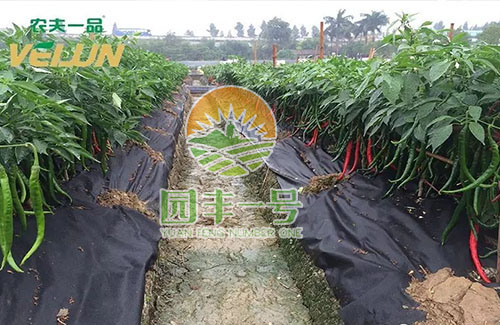 園豐一號防草布應(yīng)用實拍