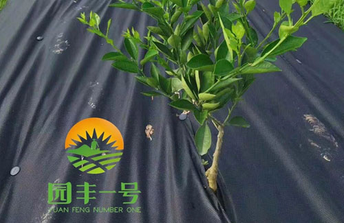 江西威駿應(yīng)邀參加巴州區(qū)中藥材標(biāo)準(zhǔn)化種植技術(shù)培訓(xùn)會(huì)