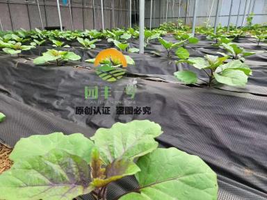 【小雪至】農(nóng)事莫停，防寒布一定要提前準(zhǔn)備！